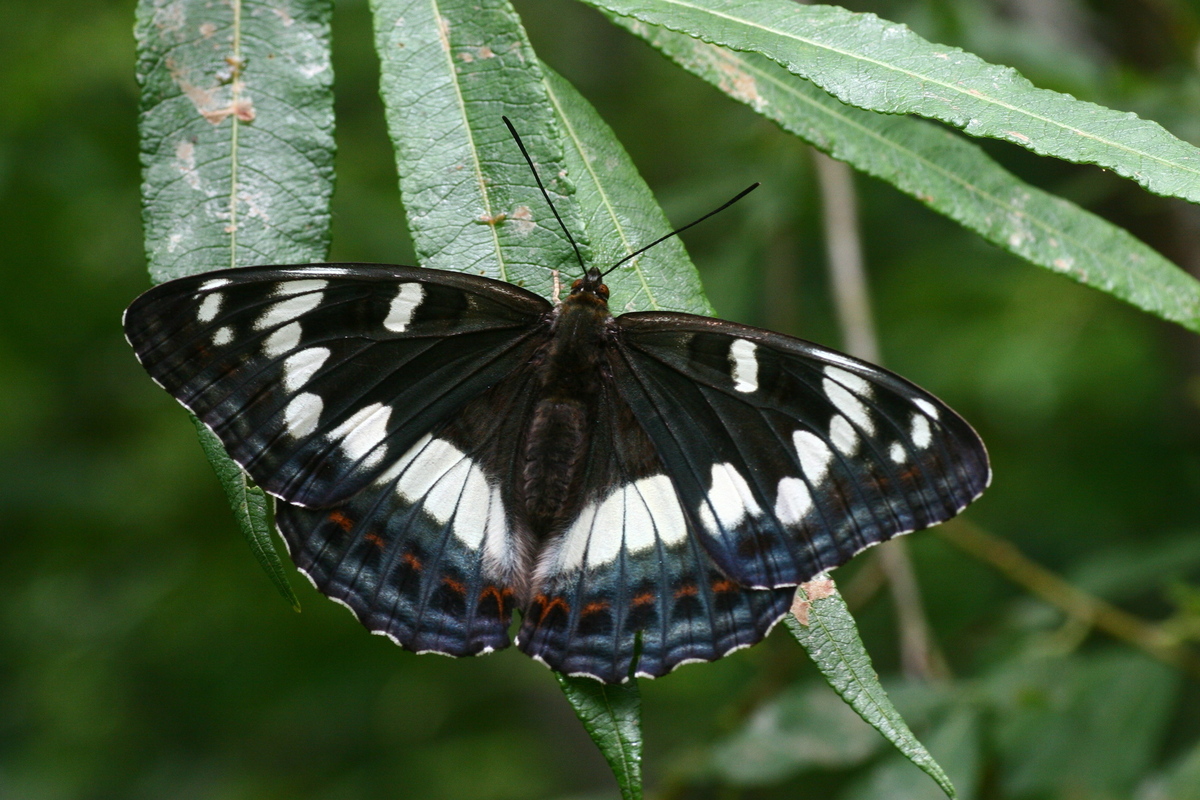 オオイチモンジ | 南アルプスの宝箱 〜南アルプス魅力発信・環境学習